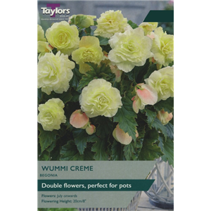 Begonia Wummi Creme